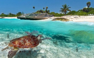 Mexico - Playa del Carmen Turtles